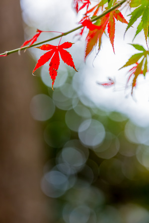 japanese maple tree in autumnの写真素材