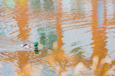 male mallard duck in pondの写真素材