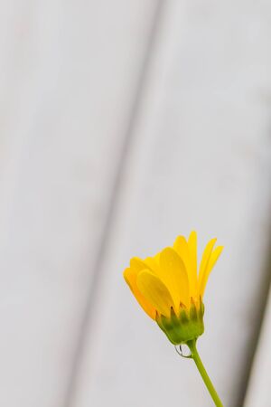 bud of dandelion flower at streetの写真素材