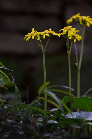 Japanese silver leaf, yellow flowerの写真素材