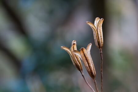 dead fruit of white lilyの写真素材