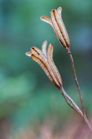 dead fruit of white lilyの写真素材