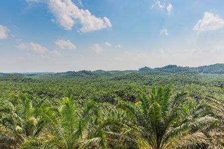 palm oil plantation in malaysiaの写真素材
