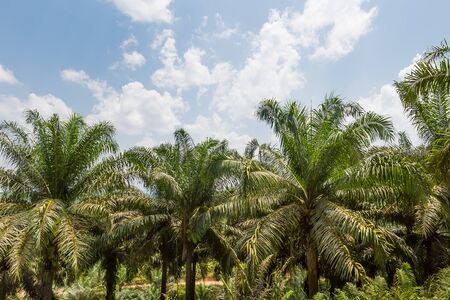 palm oil plantation in malaysia