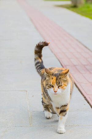 three colored cat walking in streetの写真素材