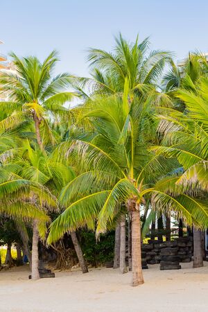 palm tree and tropical beachの写真素材
