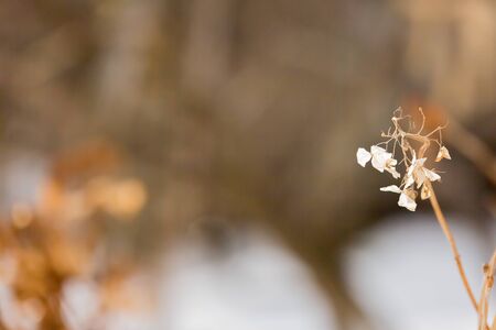 beautiful withered hydrangea flower in gardenの写真素材