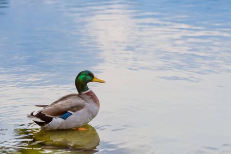 male mallard duck floating at pondの写真素材
