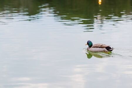 male mallard duck floating at pondの写真素材