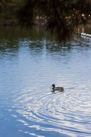 male mallard duck floating at pondの写真素材