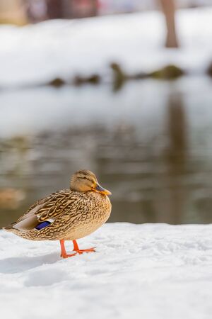 female mallard duck walking on snowの写真素材