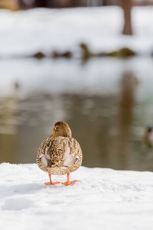 female mallard duck walking on snowの写真素材