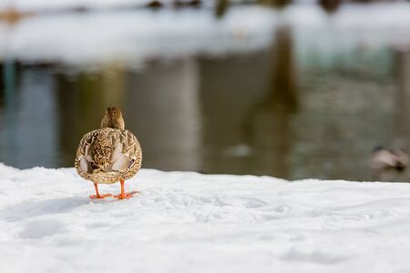female mallard duck walking on snowの写真素材