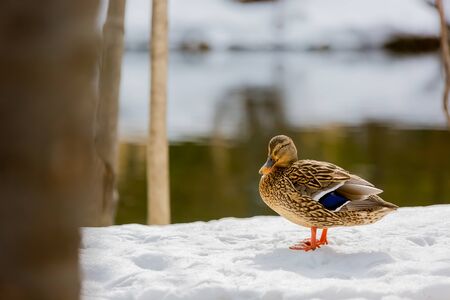 female mallard duck walking on snowの写真素材