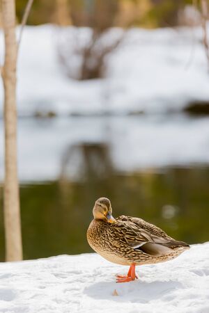 female mallard duck walking on snowの写真素材