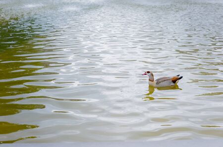 male mallard duck floating at pondの写真素材
