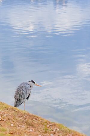 great blue heron standing by pondの写真素材