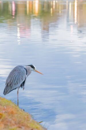 great blue heron standing by pondの写真素材