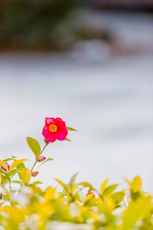 red flower of camellia japnicaの写真素材