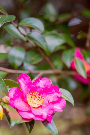 red flower of camellia japnicaの写真素材