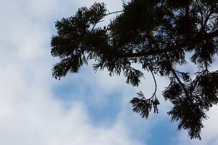 japanese cypress with blue sky and cloudsの写真素材