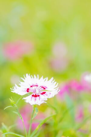 white flower dianthus in gardenの写真素材