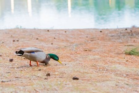 male mallard duck walking on watersideの写真素材