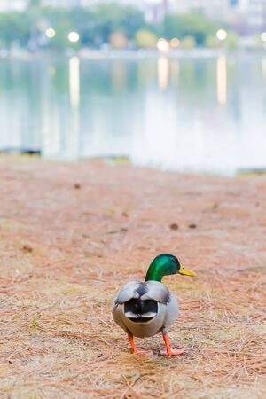 male mallard duck walking on watersideの写真素材