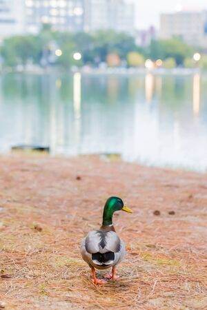 male mallard duck walking on watersideの写真素材