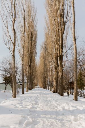 avenue of poplars in hokkaido universityの写真素材
