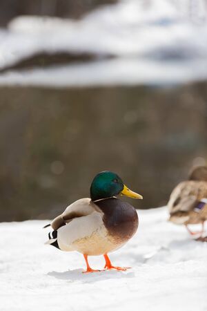 male mallard duck walking on snowの写真素材