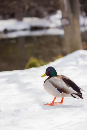 male mallard duck walking on snowの写真素材