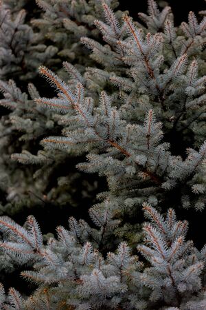 leaves of green spruce in parkの写真素材