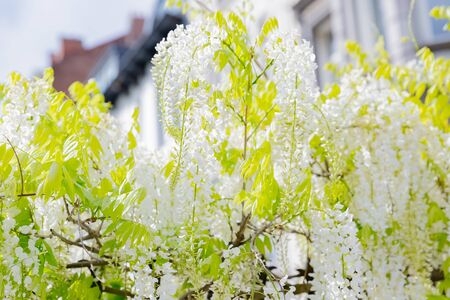 white flowers of japanese wisteriaの写真素材