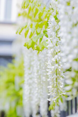 white flowers of japanese wisteriaの写真素材