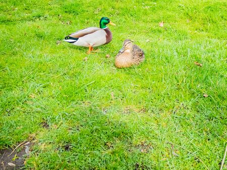 male and female mallard duck walingの写真素材