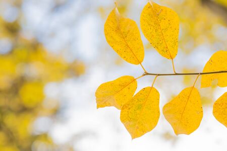 yellow leaves of tree in autumnの写真素材