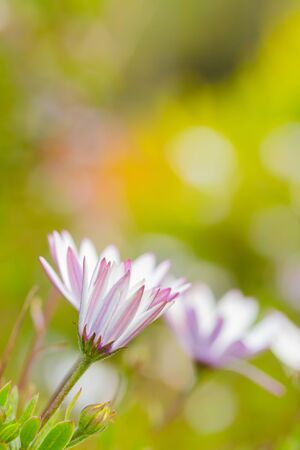 whie and purple flower, daisyの写真素材