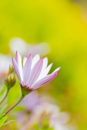 whie and purple flower, daisyの写真素材