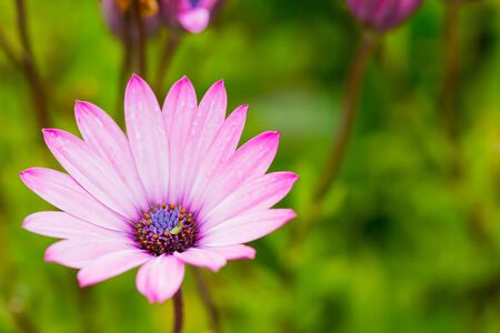 whie and purple flower, daisyの写真素材