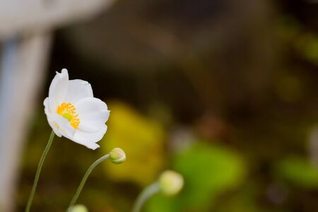 aleutian avens, white flower in gardenの写真素材