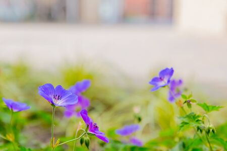 nemophila, purple flower in gardenの写真素材