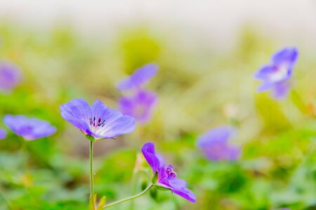 nemophila, purple flower in gardenの写真素材