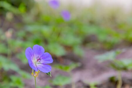 nemophila, purple flower in gardenの写真素材