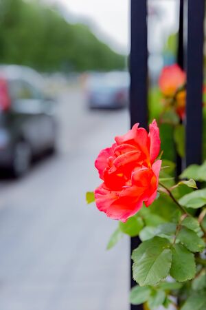 red flower rose in gardenの写真素材
