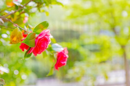 red flower rose in gardenの写真素材