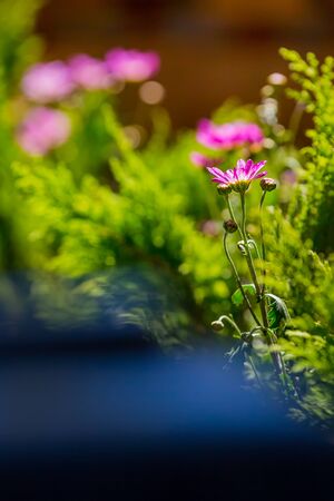 bellflower, purple flower in gardenの写真素材