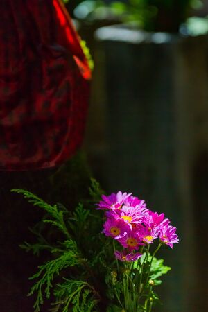 bellflower, purple flower in gardenの写真素材