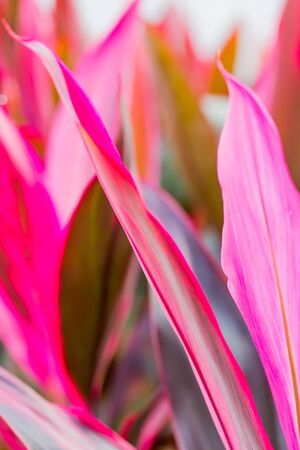 red leaves of cordyline in gardenの写真素材