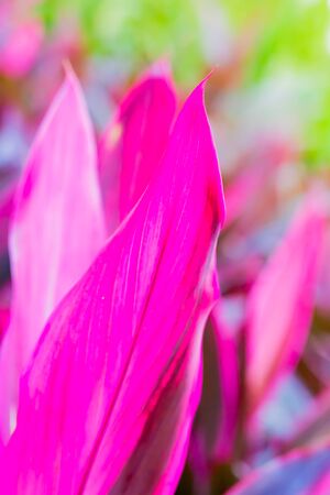 red leaves of cordyline in gardenの写真素材
